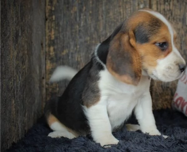 regalo beagle cuccioli meravigliosi ! 