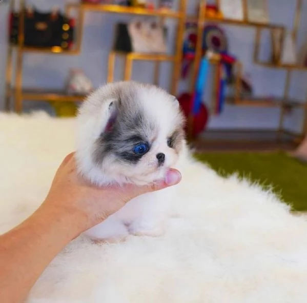 ytyuiregalo cucciolo regalo pomerania mini giocattolo