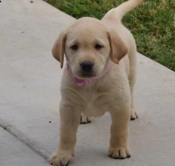 regalo labrador james cuccioli meravigliosi ! 