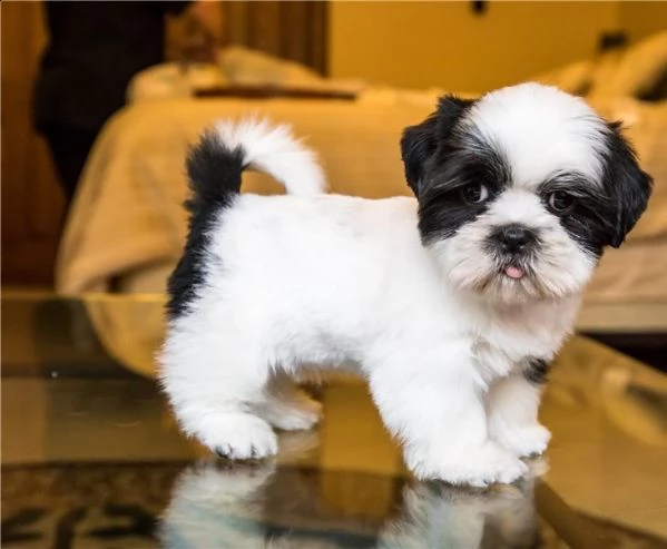 regalo cuccioli shih tzu