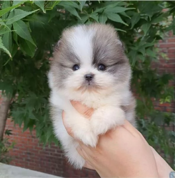 ?regalo cucciolo regalo pomerania mini giocattolo