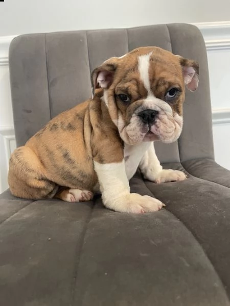 cuccioli inglese bulldog disponibili per adozione 