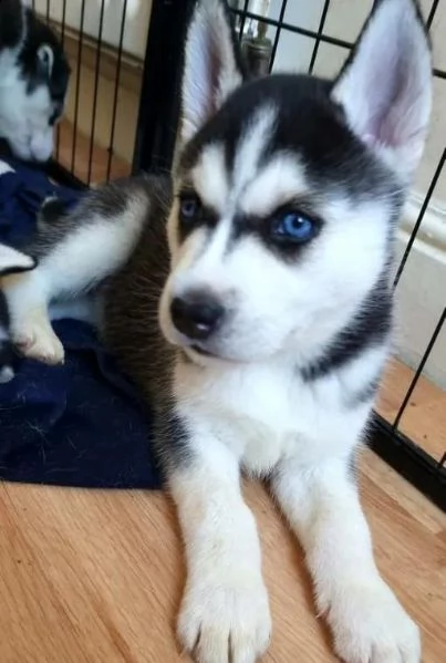 regalo siberian husky con pedigree .