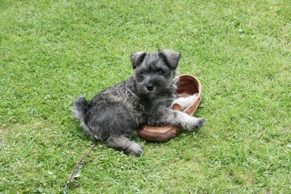 belli cuccioli di schnauzer miniature