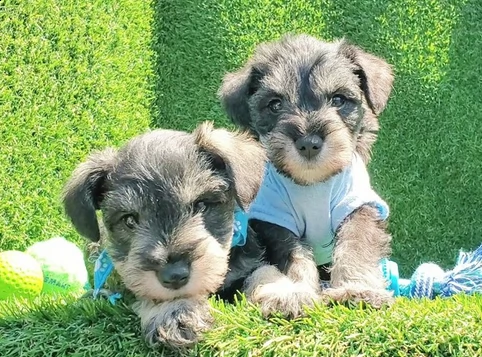 cuccioli di schnauzer nano