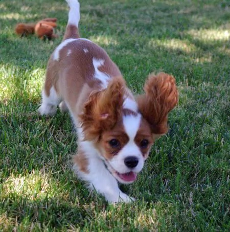 regalo cavalier king charles spaniel blenheim