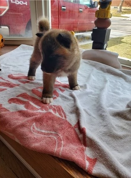 regalo akita cuccioli meravigliosi ! 