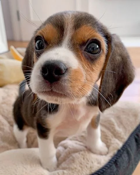 regalo beagle cuccioli meravigliosi ! 