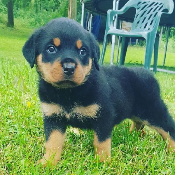 rottweiler puppies for adoption  | Foto 0