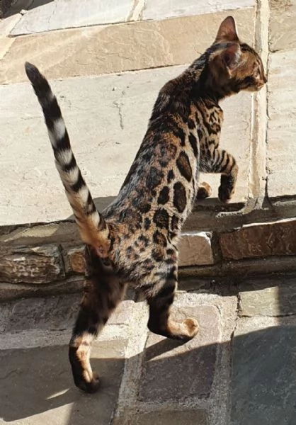 bellissima cucciolata di gatti del bengala | Foto 0