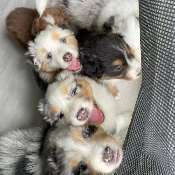 australian shepherd puppies for sale  | Foto 2