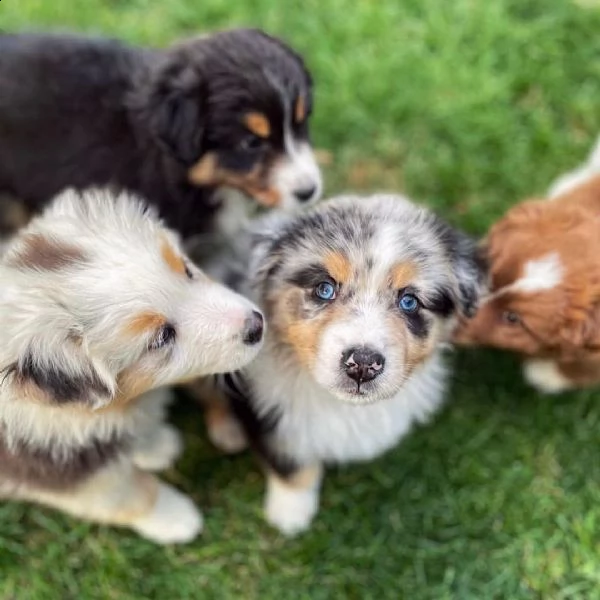 australian shepherd puppies for sale  | Foto 1