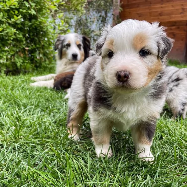 australian shepherd puppies for sale  | Foto 0