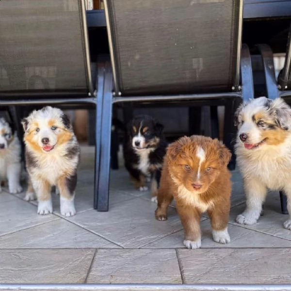 australian shepherd puppies for sale 