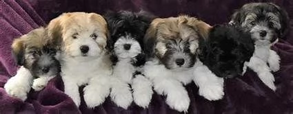 regalo allevamento cuccioli havanese