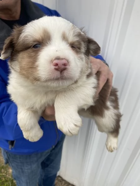 adorabili cuccioli di border collie femminucce e maschietti  disponibili per l'adozione gratuita