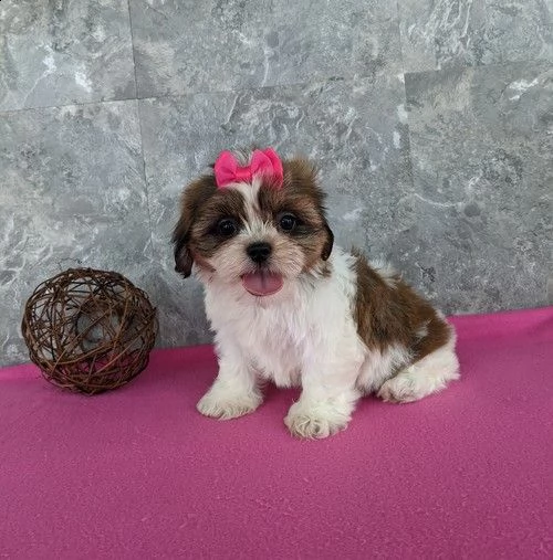 regalo bellissimi cuccioli allevati shih-tzu, colore bianco e nero.