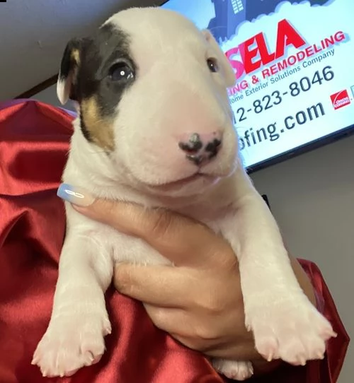 cuccioli di bull terrier  femminucce e maschietti disponibili per l'adozione gratuita 