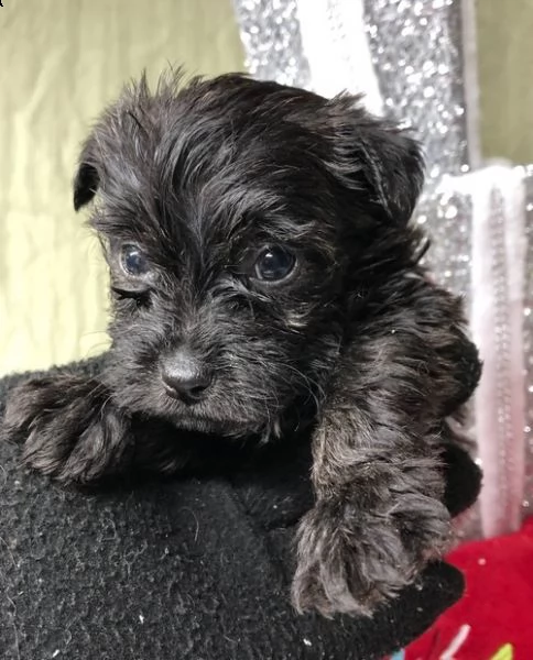 regalo adorabili cuccioli  west highland terrier bianco  femminucce e maschietti  gratuita