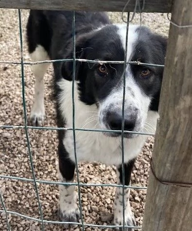 sos dolce rocky mix border collie | Foto 1