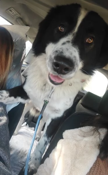 sos dolce rocky mix border collie