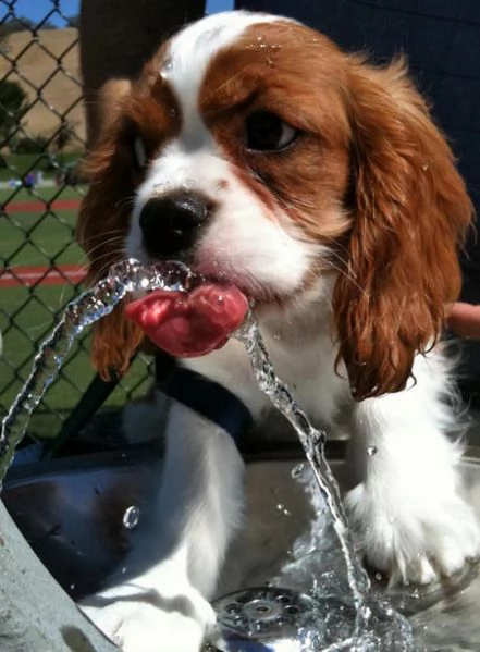 regalo cavalier king charles spaniel blenheim