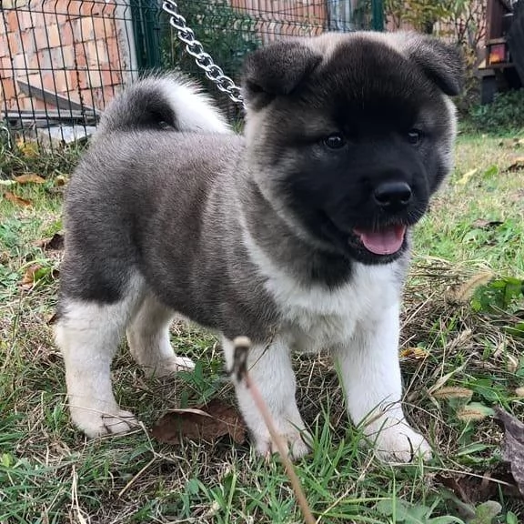 regalo akita cuccioli meravigliosi ! 