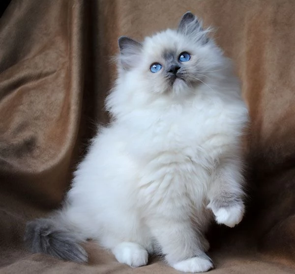 1 gattino ragdoll maschio disponibile