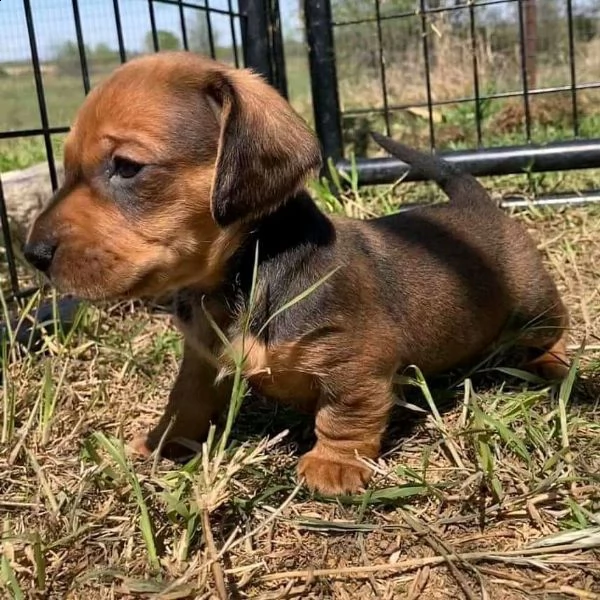 regalo adorabili cuccioli  bassotto femminucce e maschietti