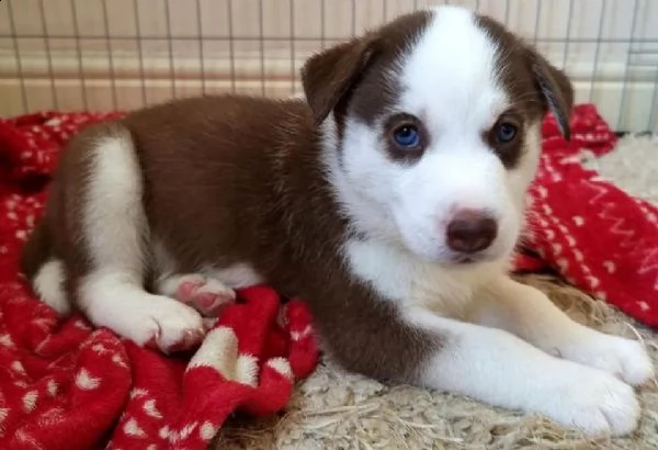 regalo siberian husky con pedigree .