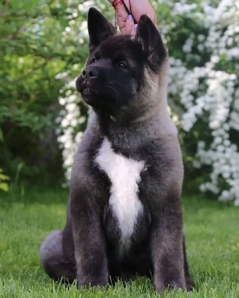 regalo akita inu cuccioli maschio e femmina disponibili cuccioli , ottima genealogia, caratteri sple