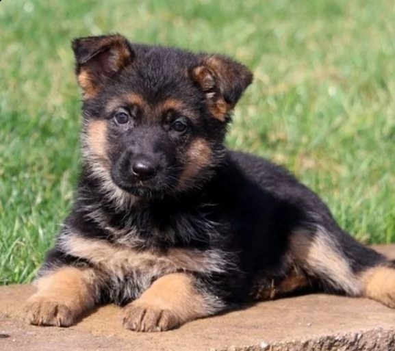 regalo pastore tedesco cuccioli meravigliosi ! 