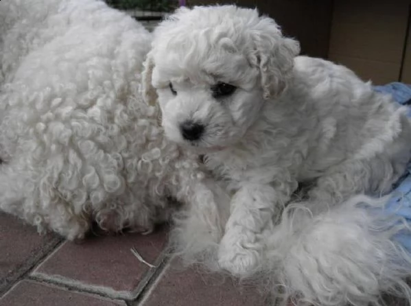 regalo dolci cuccioli bichon frise per l'adozione