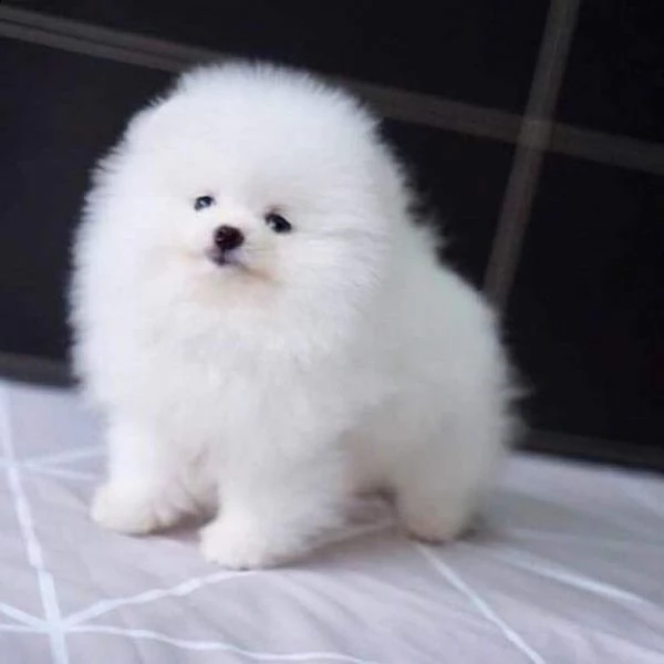 cuccioli di pomerania nani