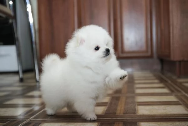 cuccioli pomerania bianchi  | Foto 0