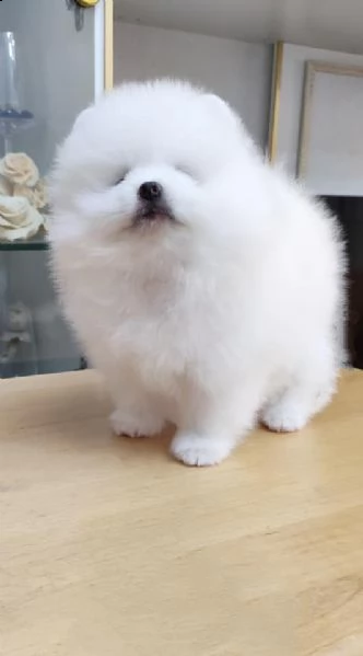 cuccioli di spitz pomerania taglia mini