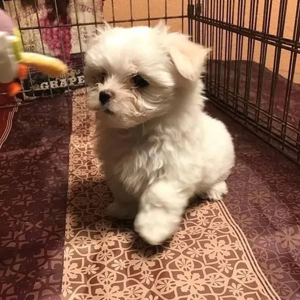 bellissimi cuccioli di maltese