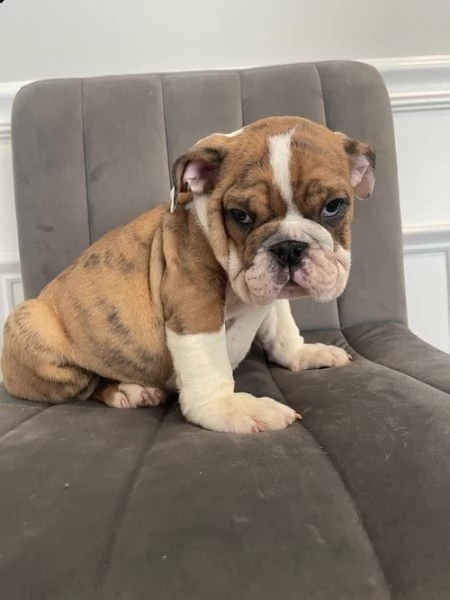 cuccioli inglese bulldog disponibili per adozione 