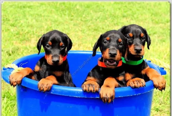 due stupendi cuccioli di dobermann