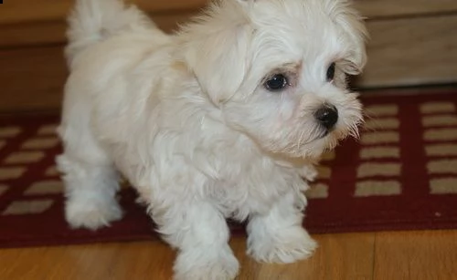 cuccioli maltesi maschi e femmine super adorabili | Foto 1