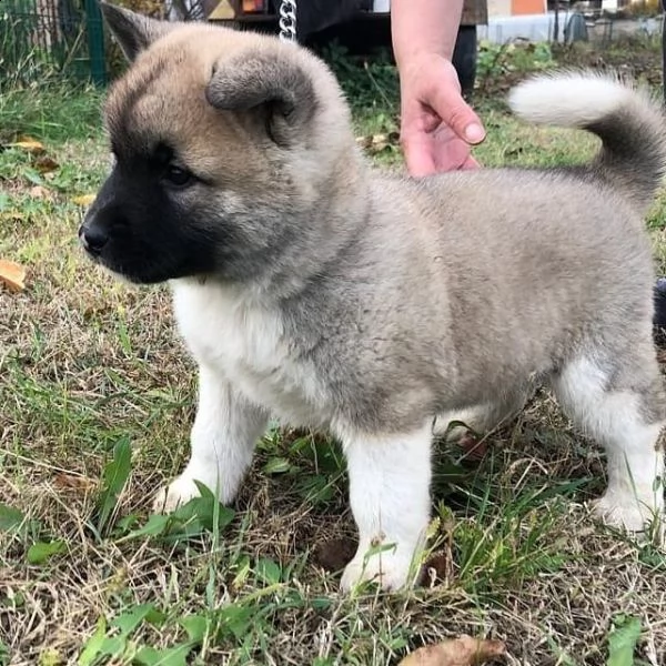 regalo akita cuccioli meravigliosi ! 