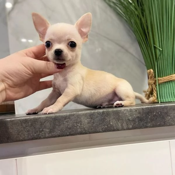 regalo chihuahua cuccioli meravigliosi ! 