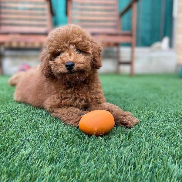 cuccioli barboncini toy piccoli 