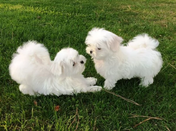 cuccioli di maltese puro maschietto/femminuccia