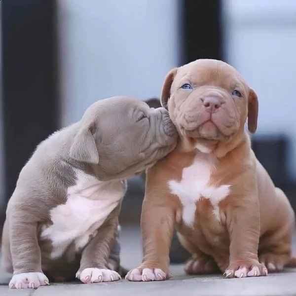 regalo pit bull cuccioli meravigliosi ! nati in casa da nostri esemplari ipertipici carattere ottimo