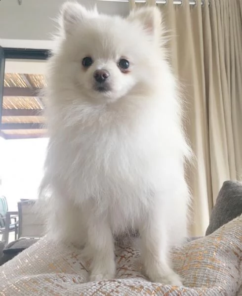 regalo pomerania cuccioli (maschio e femmina) bellissimi cuccioli di pomerania, maschio e femmina, s