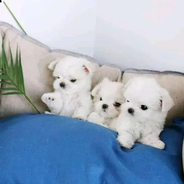 cuccioli di maltese mini toy