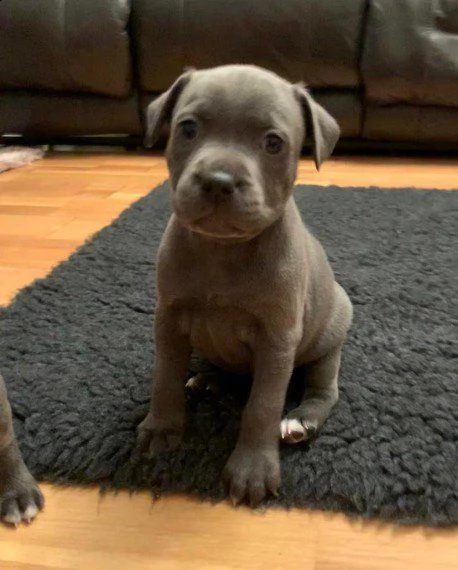 bellissiimiii cuccioli di staffordshire terrier