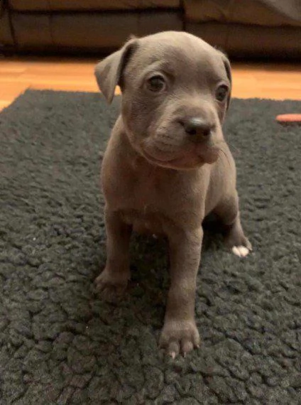 bellissiimiii cuccioli di staffordshire terrier | Foto 0