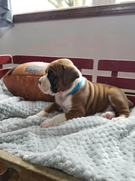 boxer cuccioli introvabili cuccioli di boxer intelligenti e dolcissimi attaccati al padrone cuccioli